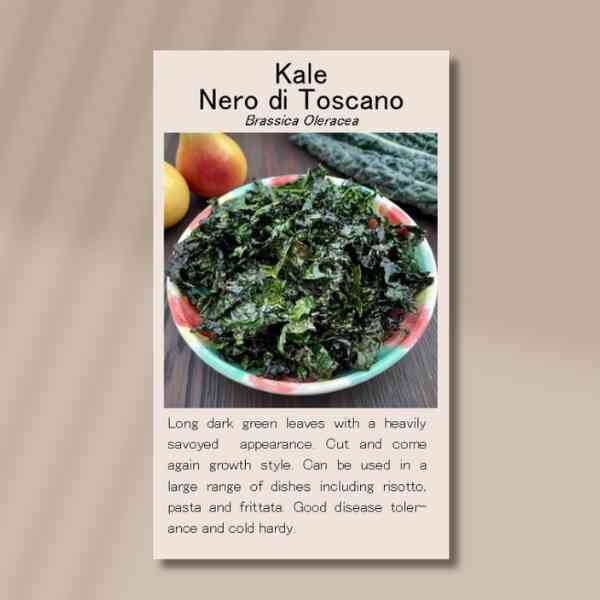 Kale-nero-di-toscano-front Kale nero di toscano front