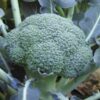 broccoli-di-ciccio-early-seeds