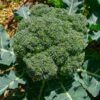 broccoli-di-cicco-early-seeds-2