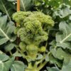 broccoli-di-cicco-early-seeds-3