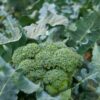 broccoli-di-cicco-early-seeds-4