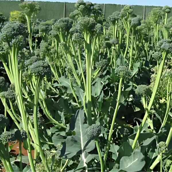 broccolini-seeds-1 broccolini-seeds-1