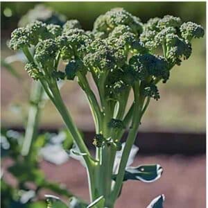 broccolini-seeds-2