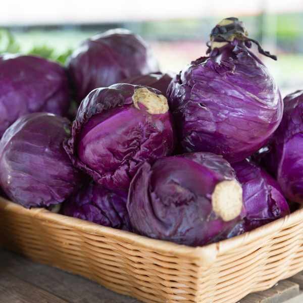 cabbage-red-acre-seeds