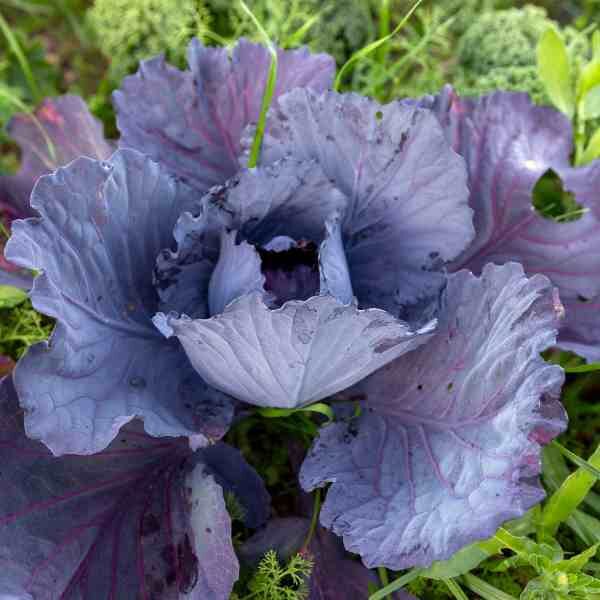 cabbage-red-acre-seeds=5 cabbage-red-acre-seeds=5