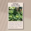cabbage-vertus-savoy-cabbage-front