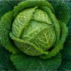 one head of cabbage vertus savoy