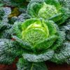 cabbage-vertus-savoy-seeds-3