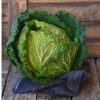 cabbage-vertus-savoy-seeds-5