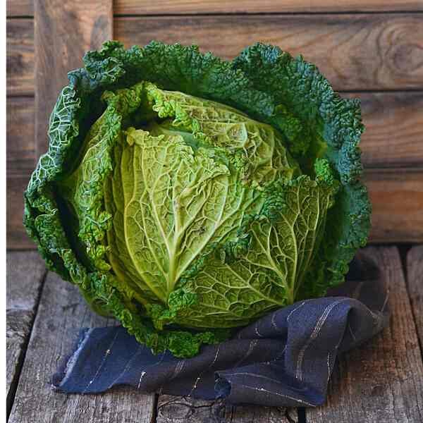cabbage-vertus-savoy-seeds-5 cabbage-vertus-savoy-seeds-5