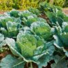 cabbage-vertus-savoy-seeds-6