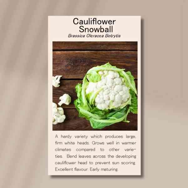 cauliflower-snowball-front cauliflower-snowball-front