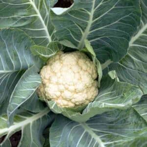 cauliflower-snowball-seeds-1