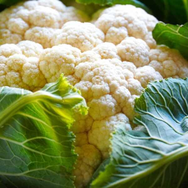 cauliflower-snowball-seeds