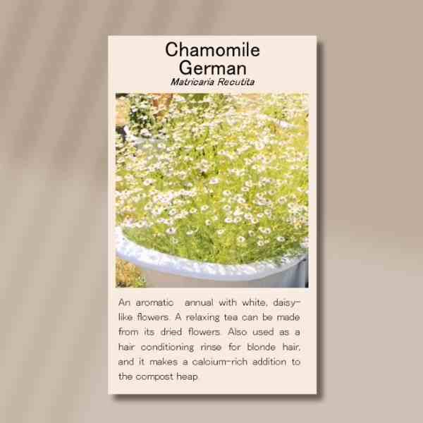chamomile-front chamomile-front