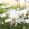 chamomile-german-seed