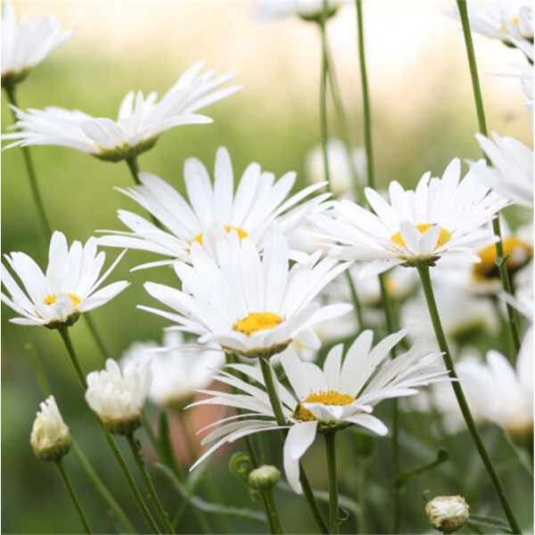 chamomile-german-seed