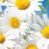 chamomile-seeds-12