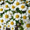 chamomile-seeds-2 (1)