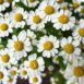 chamomile-seeds-2 (1)