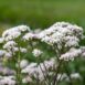 herb-valerian-seeds