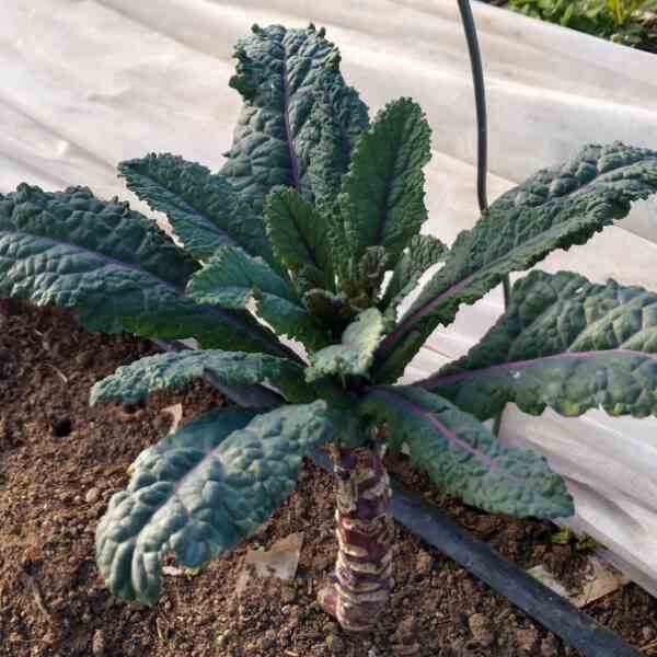 kale-nero-de-toscano-seeds-6 kale-nero-de-toscano-seeds-6