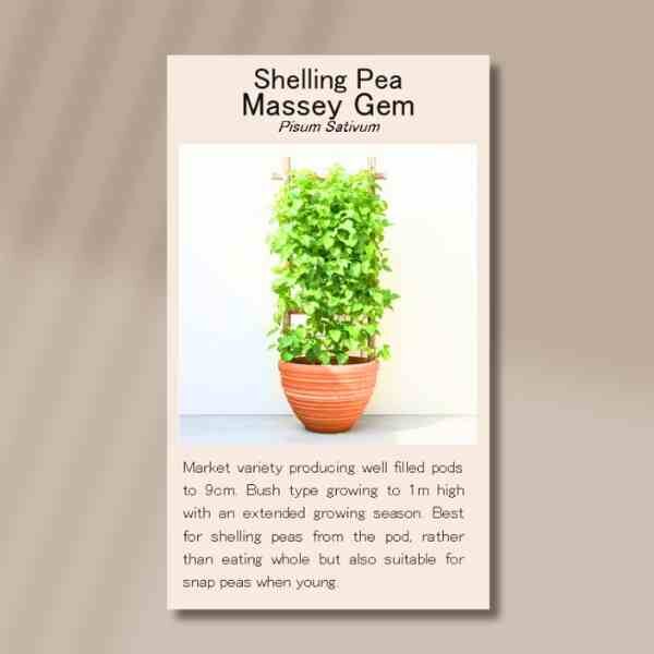 massey-gem-front massey-gem-front