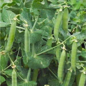 massey-gem-seeds-9 (5)