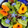 nasturtium-trailing-mix-seed-2