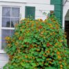 nasturtium-trailing-mix-seed-3