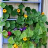 nasturtium-trailing-mix-seed-4