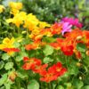 nasturtium-trailling-mix