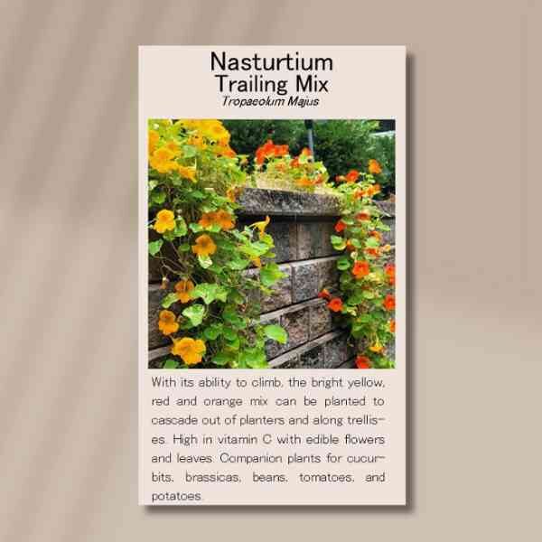 nastutium-trailing-front nastutium-trailing-front