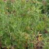 pea-greenfeast-lincoln-seeds-2