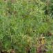 pea-greenfeast-lincoln-seeds-2