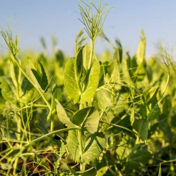 pea-greenfeast-lincoln-seeds-3 pea-greenfeast-lincoln-seeds-3
