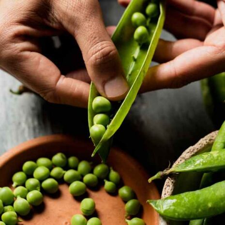 shelling-pea-telephone-alderman-seed