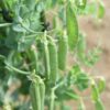 snow-pea-mammoth-melting-seeds-1