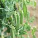 snow-pea-mammoth-melting-seeds-1