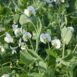 snow-pea-mammoth-melting-seeds-2