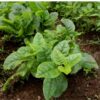 spinach-monstreux-de-viroflay-seeds-1