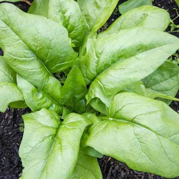 spinach-monstreux-de-viroflay-seeds-2 spinach-monstreux-de-viroflay-seeds-2
