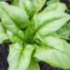 spinach-monstreux-de-viroflay-seeds-2