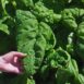 spinach-monstreux-de-viroflay-seeds-3