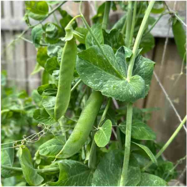 telephone-pea-seeds-3 telephone-pea-seeds-3