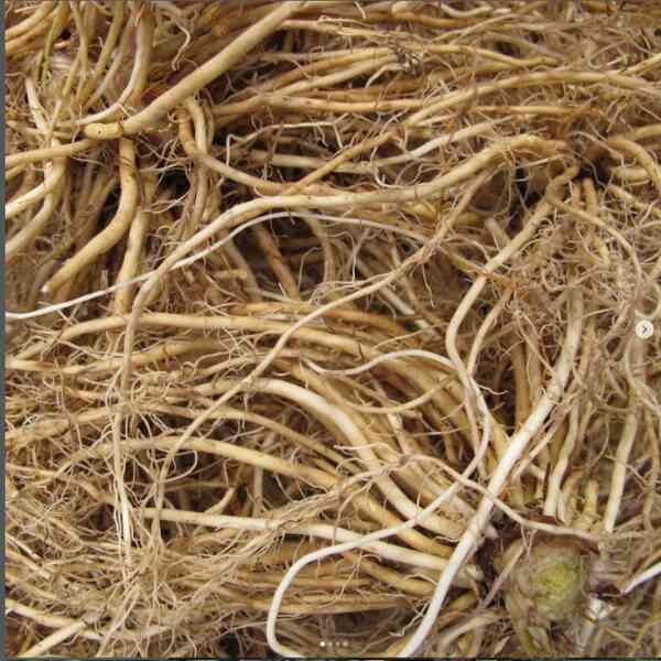 valerian-root valerian-root