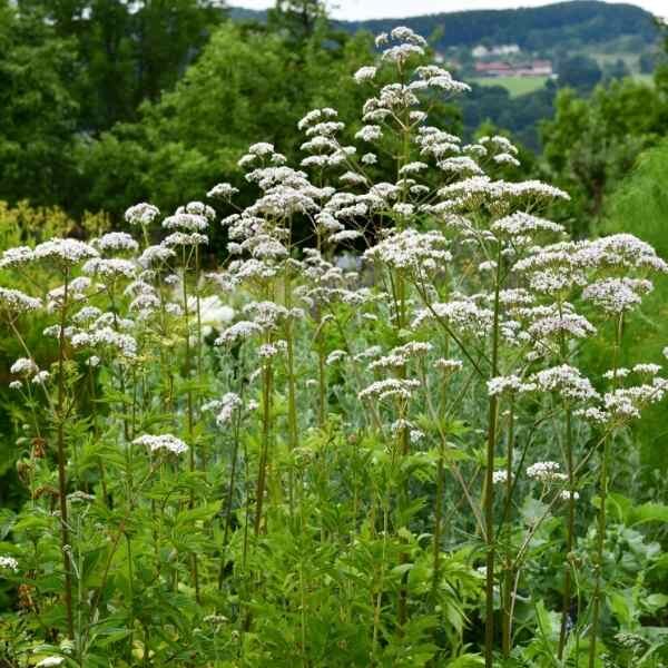 valerian-seeds-3 valerian-seeds-3