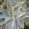 white-sage-seeds