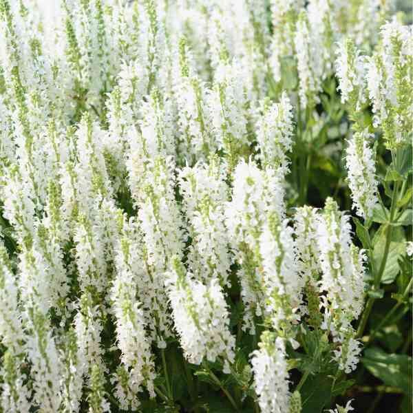 white-sage-seeds-3 white-sage-seeds-3