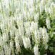 white-sage-seeds-3